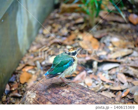 幻の鳥ヤイロチョウ 幻の鳥ヤイロチョウ 140615369