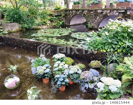 紫陽花と睡蓮 140615444