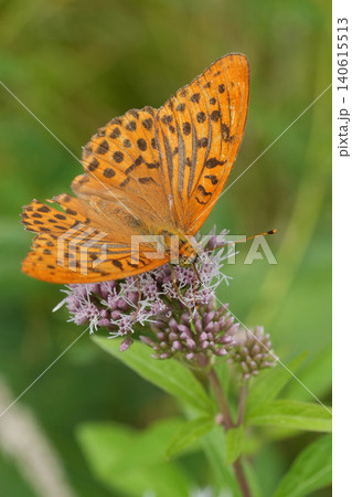 Closeup on a vibrant orange European silver-washed fritillary butterfly, Argynnis paphia with open wings Closeup on a vibrant orange European silver-washed fritillary butterfly, Argynnis paphia with open wings 140615513