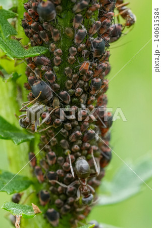 A close-up view of numerous small aphids on a green plant stem guarded by ants with a soft, blurred background outdoors A close-up view of numerous small aphids on a green plant stem guarded by ants with a soft, blurred background outdoors 140615584