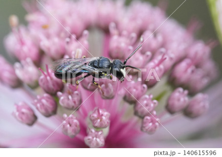 Closeup on a dwarf yellow-face bee, Hylaeus pictipes on a pink Astrantia major flower Closeup on a dwarf yellow-face bee, Hylaeus pictipes on a pink Astrantia major flower 140615596