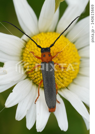 Dorsal closeup on a vibrant orange colored Twin spot longhorn beetle, Oberea oculata on a white daisy flower Dorsal closeup on a vibrant orange colored Twin spot longhorn beetle, Oberea oculata on a white daisy flower 140615669