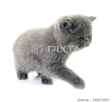 exotic shorthair kitten in studio exotic shorthair kitten in studio 140615687
