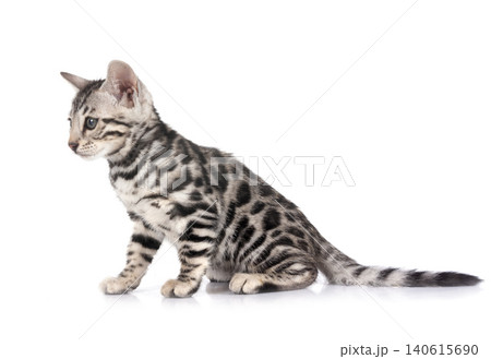 bengal kitten in studio 140615690