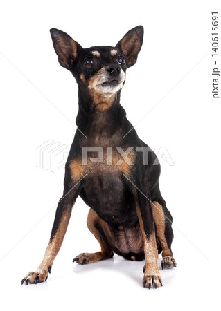 miniature pinscher in studio 140615691