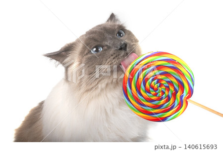 siberian cat in studio siberian cat in studio 140615693