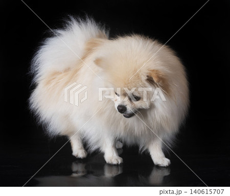 young pomeranian in studio 140615707