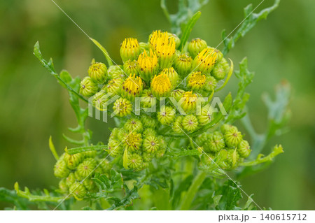 Closeup on emerging flowers of St. James-wort, staggerwort, stammerwort or tansy ragwort, Jacobaea vulgaris Closeup on emerging flowers of St. James-wort, staggerwort, stammerwort or tansy ragwort, Jacobaea vulgaris 140615712