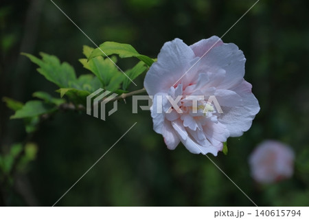 夏の茶室を彩る 夏の茶室を彩る 140615794