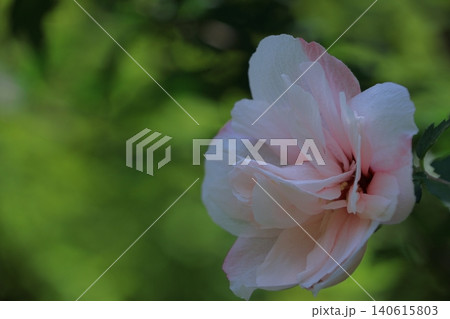 夏の茶室を彩る 夏の茶室を彩る 140615803