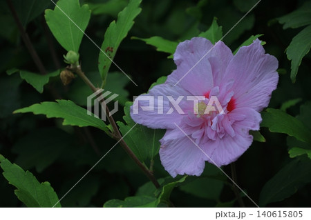 夏の茶室を彩る 夏の茶室を彩る 140615805