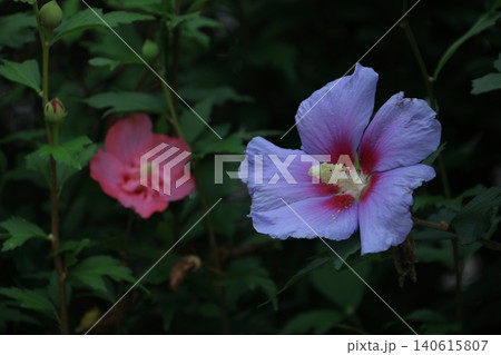 夏の茶室を彩る 夏の茶室を彩る 140615807