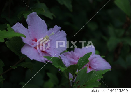 夏の茶室を彩る 140615809