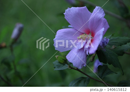 夏の茶室を彩る 夏の茶室を彩る 140615812