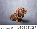 A cute dachshund puppy sits and looks directly at the camera 140615827