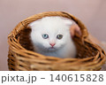 A cute white kitten with different eyes is sitting in a basket 140615828