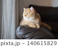 A cute red-haired kitty is relaxing on the couch, looking out the window. 140615829