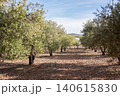 Olive tree in the olive garden in spring 140615830