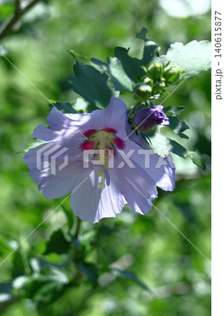 夏の茶室を彩る 夏の茶室を彩る 140615877