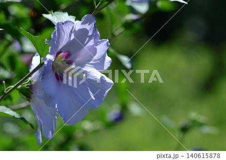 夏の茶室を彩る 140615878