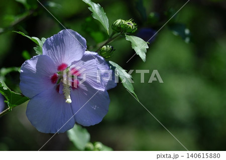 夏の茶室を彩る 夏の茶室を彩る 140615880