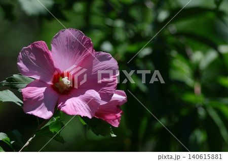 夏の茶室を彩る 夏の茶室を彩る 140615881