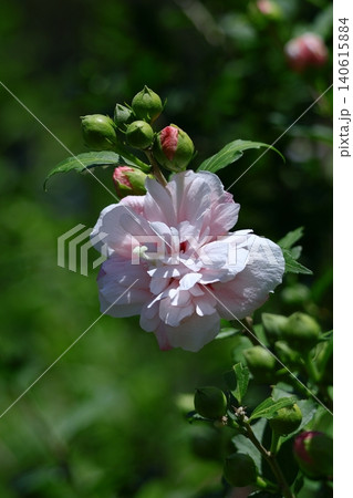 夏の茶室を彩る 夏の茶室を彩る 140615884