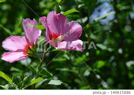夏の茶室を彩る 夏の茶室を彩る 140615886