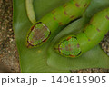 caterpillar worm on tree 140615905