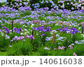初夏のさわらあやめ園に咲いたあやめ鮮やか 140616038