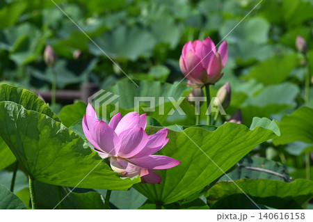 柔らかな日差しに咲く蓮の花と蕾 柔らかな日差しに咲く蓮の花と蕾 140616158
