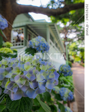 横浜西洋館の庭に咲く青い紫陽花 横浜西洋館の庭に咲く青い紫陽花 140616202