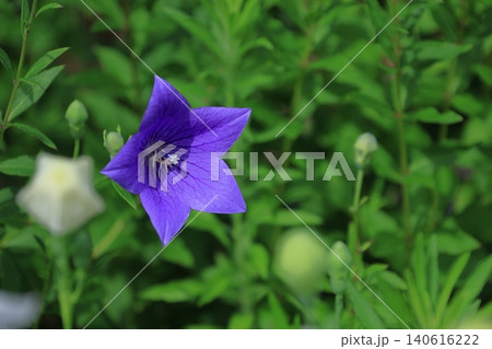 仕事運アップの花 仕事運アップの花 140616222