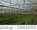 greenhouse with growing plants 140616302
