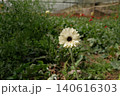 yellow flower of the garden 140616303