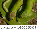 green worm on tree 140616305