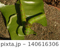 green worm on tree 140616306