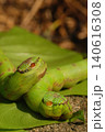 frog on the tree 140616308