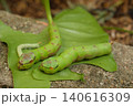 green caterpillar on tree 140616309