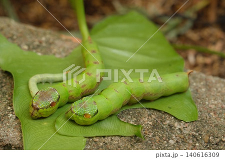 green caterpillar on tree 140616309