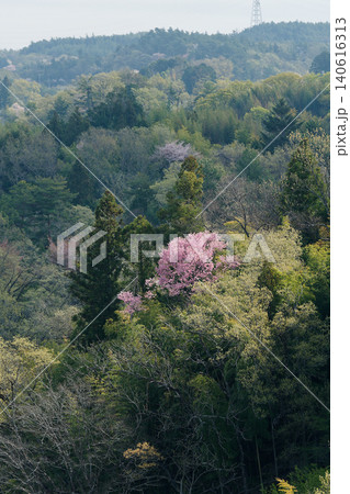 里山の尾根に咲く山桜 里山の尾根に咲く山桜 140616313
