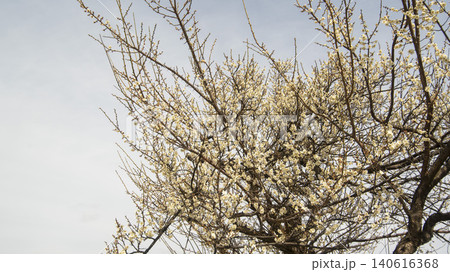 Gwangyang Plum Blossom Village, plum blossom 140616368