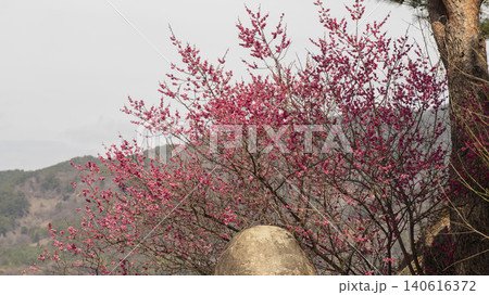 Gwangyang Plum Blossom Village, plum blossom Gwangyang Plum Blossom Village, plum blossom 140616372