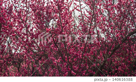 Gwangyang Plum Blossom Village, plum blossom Gwangyang Plum Blossom Village, plum blossom 140616388