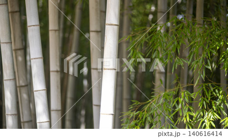 Gwangyang Plum Blossom Village, plum blossom Gwangyang Plum Blossom Village, plum blossom 140616414