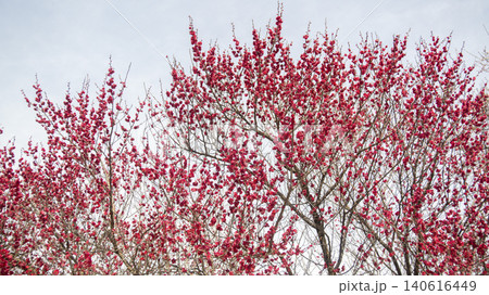 Gwangyang Plum Blossom Village, plum blossom 140616449