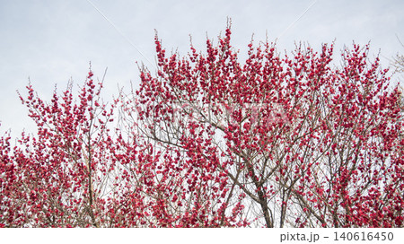 Gwangyang Plum Blossom Village, plum blossom 140616450