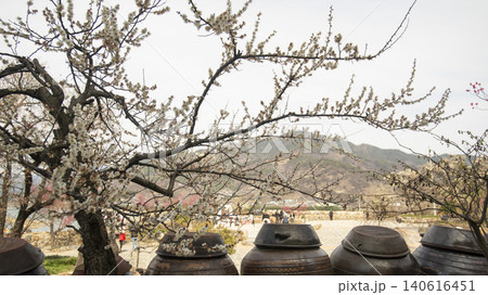 Gwangyang Plum Blossom Village, plum blossom 140616451