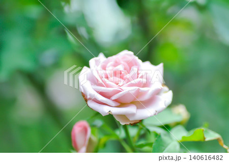pink rose or Garden roses , zaide rose or William Christie Rose or Mary Rose or Rosa damascena pink rose or Garden roses , zaide rose or William Christie Rose or Mary Rose or Rosa damascena 140616482