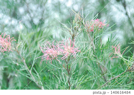 Grevillea banksii or Grevillea Long John or Grevillea Superb or Grevillea Sylvia or Spider flower or Banksia occidentalis or pink flower Grevillea banksii or Grevillea Long John or Grevillea Superb or Grevillea Sylvia or Spider flower or Banksia occidentalis or pink flower 140616484